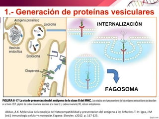 Abbas, A.K. Moleculas del complejo de histocompatibilidad y presentacion del antigeno a los linfocitos T. In: Igea, J.M
(ed.) Inmunologia celular y molecular. Espana: Elsevier; c2012. p. 117-125.
INTERNALIZACIÓN
FAGOSOMA
 