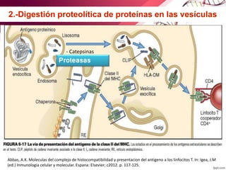 Abbas, A.K. Moleculas del complejo de histocompatibilidad y presentacion del antigeno a los linfocitos T. In: Igea, J.M
(ed.) Inmunologia celular y molecular. Espana: Elsevier; c2012. p. 117-125.
- Catepsinas
Proteasas
 