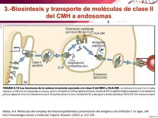 Abbas, A.K. Moleculas del complejo de histocompatibilidad y presentacion del antigeno a los linfocitos T. In: Igea, J.M
(ed.) Inmunologia celular y molecular. Espana: Elsevier; c2012. p. 117-125.
 