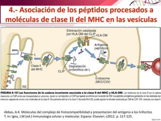 Abbas, A.K. Moleculas del complejo de histocompatibilidad y presentacion del antigeno a los linfocitos
T. In: Igea, J.M (ed.) Inmunologia celular y molecular. Espana: Elsevier; c2012. p. 117-125.
 