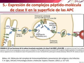 Abbas, A.K. Moleculas del complejo de histocompatibilidad y presentacion del antigeno a los linfocitos
T. In: Igea, J.M (ed.) Inmunologia celular y molecular. Espana: Elsevier; c2012. p. 117-125.
 