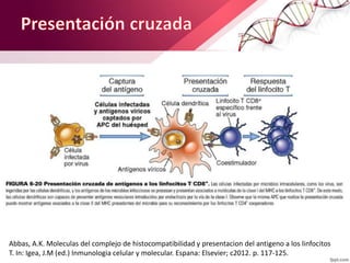 Abbas, A.K. Moleculas del complejo de histocompatibilidad y presentacion del antigeno a los linfocitos
T. In: Igea, J.M (ed.) Inmunologia celular y molecular. Espana: Elsevier; c2012. p. 117-125.
 