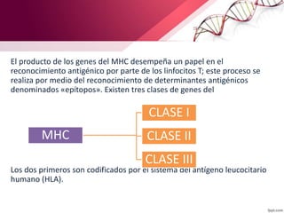 El producto de los genes del MHC desempeña un papel en el
reconocimiento antigénico por parte de los linfocitos T; este proceso se
realiza por medio del reconocimiento de determinantes antigénicos
denominados «epítopos». Existen tres clases de genes del
Los dos primeros son codificados por el sistema del antígeno leucocitario
humano (HLA).
MHC
CLASE I
CLASE II
CLASE III
 