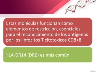 Estas moléculas funcionan como
elementos de restricción, esenciales
para el reconocimiento de los antígenos
por los linfocitos T citotoxicos CD8+8
HLA-DR14 (DR6) es más común
 