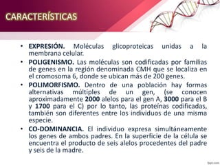 CARACTERÍSTICAS
• EXPRESIÓN. Moléculas glicoproteicas unidas a la
membrana celular.
• POLIGENISMO. Las moléculas son codificadas por familias
de genes en la región denominada CMH que se localiza en
el cromosoma 6, donde se ubican más de 200 genes.
• POLIMORFISMO. Dentro de una población hay formas
alternativas múltiples de un gen, (se conocen
aproximadamente 2000 alelos para el gen A, 3000 para el B
y 1700 para el C) por lo tanto, las proteínas codificadas,
también son diferentes entre los individuos de una misma
especie.
• CO-DOMINANCIA. El individuo expresa simultáneamente
los genes de ambos padres. En la superficie de la célula se
encuentra el producto de seis alelos procedentes del padre
y seis de la madre.
 