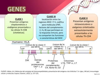 GENES
CLASE I
Presentan antígenos
citoplasmáticos o
endógenos presentados a
las células Tc-CD8
(citotóxicas).
CLASE III
localización entre las
regiones MHC I Y II, codifica
para moléculas (FNT,
factores del complemento:
2, 4 y B) que participan en
la respuesta inmune, pero
no comparten las funciones
o características del MHC
CLASE II
Presentan antígenos
intravesiculares o
exógenos sintetizados
extracelularmente
presentados a las
células Th-CD4
FUENTE: Abbas, A.K. Moleculas del complejo de histocompatibilidad y presentacion del antigeno a los linfocitos T. In: Igea, J.M (ed.) Inmunologia
celular y molecular. Espana: Elsevier; c2012. p. 117-125.
 