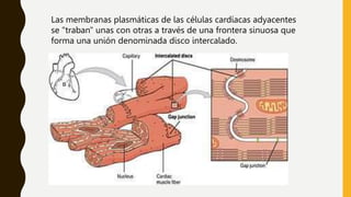 Las membranas plasmáticas de las células cardíacas adyacentes
se "traban" unas con otras a través de una frontera sinuosa que
forma una unión denominada disco intercalado.
 