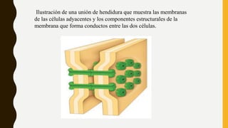 Ilustración de una unión de hendidura que muestra las membranas
de las células adyacentes y los componentes estructurales de la
membrana que forma conductos entre las dos células.
 