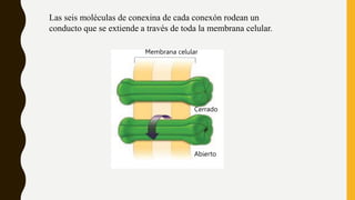 Las seis moléculas de conexina de cada conexón rodean un
conducto que se extiende a través de toda la membrana celular.
Abierto
Cerrado
Membrana celular
 