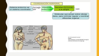 FIG. 7-9 Coordinación hormonal
Fuente:
http://slideplayer.es/slide/3385580/12/images/1
/Secretan+hormonas+a+la+sangre.jpg
 
