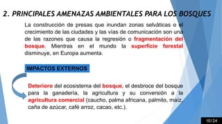 2. PRINCIPALES AMENAZAS AMBIENTALES PARA LOS BOSQUES
La construcción de presas que inundan zonas selváticas o el
crecimiento de las ciudades y las vías de comunicación son una
de las razones que causa la regresión o fragmentación del
bosque. Mientras en el mundo la superficie forestal
disminuye, en Europa aumenta.
IMPACTOS EXTERNOS
Deterioro del ecosistema del bosque, el desbroce del bosque
para la ganadería, la agricultura y su conversión a la
agricultura comercial (caucho, palma africana, palmito, maíz,
caña de azúcar, café arroz, cacao, etc.).
10/24
 