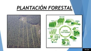 PLANTACIÓN FORESTAL
19/24
 