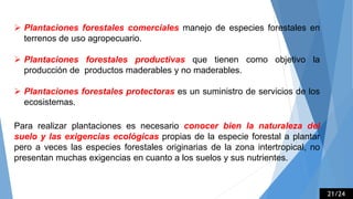  Plantaciones forestales comerciales manejo de especies forestales en
terrenos de uso agropecuario.
 Plantaciones forestales productivas que tienen como objetivo la
producción de productos maderables y no maderables.
 Plantaciones forestales protectoras es un suministro de servicios de los
ecosistemas.
Para realizar plantaciones es necesario conocer bien la naturaleza del
suelo y las exigencias ecológicas propias de la especie forestal a plantar
pero a veces las especies forestales originarias de la zona intertropical, no
presentan muchas exigencias en cuanto a los suelos y sus nutrientes.
21/24
 