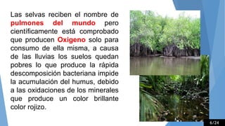 Las selvas reciben el nombre de
pulmones del mundo pero
científicamente está comprobado
que producen Oxigeno solo para
consumo de ella misma, a causa
de las lluvias los suelos quedan
pobres lo que produce la rápida
descomposición bacteriana impide
la acumulación del humus, debido
a las oxidaciones de los minerales
que produce un color brillante
color rojizo.
6/24
 