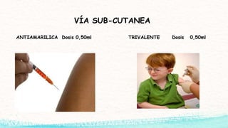 VÍA SUB-CUTANEA
ANTIAMARILICA Dosis 0,50ml TRIVALENTE Dosis 0,50ml
 