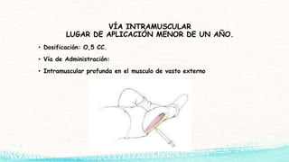 VÍA INTRAMUSCULAR
LUGAR DE APLICACIÓN MENOR DE UN AÑO.
• Dosificación: O,5 CC.
• Vía de Administración:
• Intramuscular profunda en el musculo de vasto externo
 