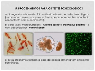 a) A segunda subamostra foi analisada através de testes toxicológicos
(recorrendo a seres vivos, para se tentar perceber o que lhes acontecia
em contacto com os sedimentos).
5. PROCEDIMENTOS PARA OS TESTES TOXICOLÓGICOS
c) Estes organismos formam a base da cadeia alimentar em ambientes
bentónicos.
b) Seres vivos: microcrustáceos - Artemia salina e Brachionus plicatilis - e
num decompositor - Vibrio fischeri
 