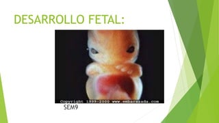 DESARROLLO FETAL:
SEM9
 