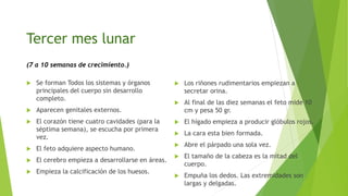 Tercer mes lunar
(7 a 10 semanas de crecimiento.)
 Se forman Todos los sistemas y órganos
principales del cuerpo sin desarrollo
completo.
 Aparecen genitales externos.
 El corazón tiene cuatro cavidades (para la
séptima semana), se escucha por primera
vez.
 El feto adquiere aspecto humano.
 El cerebro empieza a desarrollarse en áreas.
 Empieza la calcificación de los huesos.
 Los riñones rudimentarios empiezan a
secretar orina.
 Al final de las diez semanas el feto mide 10
cm y pesa 50 gr.
 El hígado empieza a producir glóbulos rojos.
 La cara esta bien formada.
 Abre el párpado una sola vez.
 El tamaño de la cabeza es la mitad del
cuerpo.
 Empuña los dedos. Las extremidades son
largas y delgadas.
 