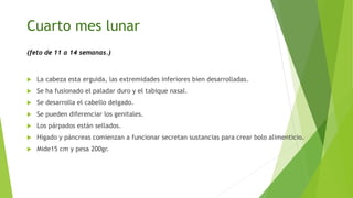 Cuarto mes lunar
(feto de 11 a 14 semanas.)
 La cabeza esta erguida, las extremidades inferiores bien desarrolladas.
 Se ha fusionado el paladar duro y el tabique nasal.
 Se desarrolla el cabello delgado.
 Se pueden diferenciar los genitales.
 Los párpados están sellados.
 Hígado y páncreas comienzan a funcionar secretan sustancias para crear bolo alimenticio.
 Mide15 cm y pesa 200gr.
 