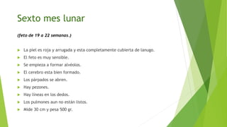 Sexto mes lunar
(feto de 19 a 22 semanas.)
 La piel es roja y arrugada y esta completamente cubierta de lanugo.
 El feto es muy sensible.
 Se empieza a formar alvéolos.
 El cerebro esta bien formado.
 Los párpados se abren.
 Hay pezones.
 Hay líneas en los dedos.
 Los pulmones aun no están listos.
 Mide 30 cm y pesa 500 gr.
 