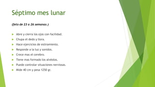 Séptimo mes lunar
(feto de 23 a 26 semanas.)
 Abre y cierra los ojos con facilidad.
 Chupa el dedo y llora.
 Hace ejercicios de estiramiento.
 Responde a la luz y sonidos.
 Crece mas el cerebro.
 Tiene mas formado los alvéolos.
 Puede controlar situaciones nerviosas.
 Mide 40 cm y pesa 1250 gr.
 