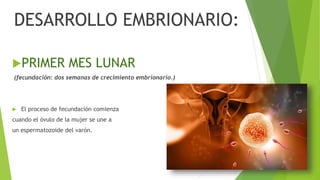 DESARROLLO EMBRIONARIO:
PRIMER MES LUNAR
(fecundación: dos semanas de crecimiento embrionario.)
 El proceso de fecundación comienza
cuando el óvulo de la mujer se une a
un espermatozoide del varón.
 