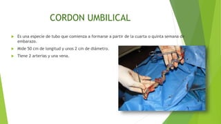 CORDON UMBILICAL
 Es una especie de tubo que comienza a formarse a partir de la cuarta o quinta semana de
embarazo.
 Mide 50 cm de longitud y unos 2 cm de diámetro.
 Tiene 2 arterias y una vena.
 