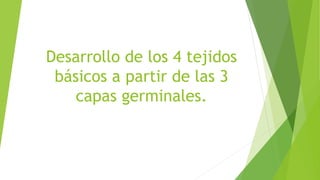 Desarrollo de los 4 tejidos
básicos a partir de las 3
capas germinales.
 