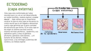 ECTODERMO
(capa externa)
• Esta capa esta conformada por tubos
neurales que a su ves se van desarrollando
en rombo encéfalo, medula espinal y cresta
neural . . Algo valioso que es importante
recalcar es que en esta capa se encuentra la
cresta neural que la ah llegado a denominar
cuarta capa germinal por la gran cantidad
de estructuras que forma. Es en esta capa se
da origen al sistema nervioso central,
sistema nervioso periférico; epidermis y sus
apéndices (pelo y uñas) la glándula
pituitaria; glándulas subcutáneas; . y el
esmalte de los dientes, médula
suprarrenal; y las meninges (cubiertas) del
cerebro y la médula espinal
 