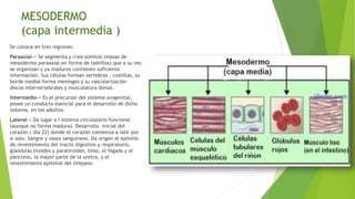 MESODERMO
(capa intermedia )
Se conoce en tres regiones:
Paraaxial-> Se segmenta y crea somitos (masas de
mesodermo paraaxial en forma de ladrillos) que a su ves
se organizan y ya maduros contienen suficiente
información. Sus células forman vertebras , costillas, su
borde medial forma meninges y su vascularización
discos intervertebrales y musculatura dorsal.
Intermedio-> Es el precursor del sistema urogenital,
posee un conducto esencial para el desarrollo de dicho
sistema, en los adultos.
Lateral-> Da lugar a l sistema circulatorio funcional
(aunque no forma madura). Desarrollo inicial del
corazón ( día 22) donde el corazón comienza a latir por
si solo. Sangre y vasos sanguíneos. Da origen al epitelio
de revestimiento del tracto digestivo y respiratorio,
glándulas tiroides y paratiroides, timo, el hígado y el
páncreas, la mayor parte de la uretra, y el
revestimiento epitelial del tímpano.
 