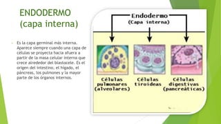 ENDODERMO
(capa interna)
• Es la capa germinal más interna.
Aparece siempre cuando una capa de
células se proyecta hacia afuera a
partir de la masa celular interna que
crece alrededor del blastocele. Es el
origen del intestino, el hígado, el
páncreas, los pulmones y la mayor
parte de los órganos internos.
 