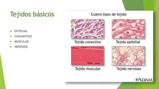 Tejidos básicos
 EPITELIAL
 CONJUNTIVO
 MUSCULAR
 NERVIOSO
 