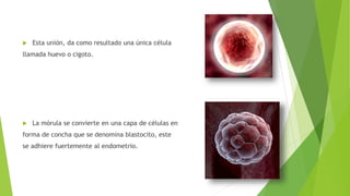  Esta unión, da como resultado una única célula
llamada huevo o cigoto.
 La mórula se convierte en una capa de células en
forma de concha que se denomina blastocito, este
se adhiere fuertemente al endometrio.
 