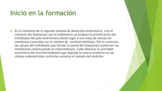 Inicio en la formación
 En el comienzo de la segunda semana de desarrollo embrionario, tras el
contacto del blastocisto con el endometrio se produce la proliferación del
trofoblasto del polo embrionario dando lugar a una masa de células sin
membrana conocidas con el nombre de sincitiotrofoblasto. Por el contrario,
las células del trofoblasto que forman la pared del blastocisto conservan sus
membranas constituyendo el citotrofoblasto. Cabe destacar la actividad
enzimática del sincitiotrofoblasto que degrada la matriz existente en las
células endometriales conforme aumenta el tamaño del embrión.
 
