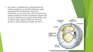 Asi mismo, a medida que la implantación del
embrión progresa, el sincitiotrofoblasto rodea
gradualmente al blastocisto, hasta que
finalmente, en el noveno día, todo el blastocisto
queda recubierto excepto el pequeño agujero por
el cual se implantó en la pared endometrial, que
en último lugar queda sellado por material
acelular y que constituye el tapón de cierre.
 
