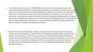  Alrededor del octavo día, el embrioblasto se diferencia en dos capas; una capa
externa de células cilíndricas denominada epiblasto o ectodermo primario y una capa
interna de células cúbicas llamada hipoblasto o endodermo primario. Al embrioblasto
bilaminar se le denomina disco embrionario bilaminar. Asimismo, en el mismo día
comienza a acumularse líquido entre las células del epiblasto desplazando a un grupo
de células ectodérmicas hacia el polo embrionario y constituyendo una fina membrana
denominada membrana amniótica. La nueva cavidad que dicha membrana delimita
recibe además el nombre de cavidad amniótica.
 Posteriormente, del hipoblasto emigra una capa de células que recubren la parte
interna del citotrofoblasto y que forman una membrana denominada membrana de
Heuser o exocelómica. Es por tanto cuando la cavidad del blastocisto o blastocele
recibe ahora el nombre de saco vitelino primitivo o cavidad exocelómica. Al mismo
tiempo que se forma el saco vitelino primitivo, se secreta una capa de material
acelular entre la membrana de Heuser y el citotrofoblasto denominada retículo
extraembrionario.
 