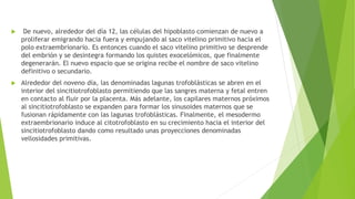  De nuevo, alrededor del día 12, las células del hipoblasto comienzan de nuevo a
proliferar emigrando hacia fuera y empujando al saco vitelino primitivo hacia el
polo extraembrionario. Es entonces cuando el saco vitelino primitivo se desprende
del embrión y se desintegra formando los quistes exocelómicos, que finalmente
degenerarán. El nuevo espacio que se origina recibe el nombre de saco vitelino
definitivo o secundario.
 Alrededor del noveno día, las denominadas lagunas trofoblásticas se abren en el
interior del sincitiotrofoblasto permitiendo que las sangres materna y fetal entren
en contacto al fluir por la placenta. Más adelante, los capilares maternos próximos
al sincitiotrofoblasto se expanden para formar los sinusoides maternos que se
fusionan rápidamente con las lagunas trofoblásticas. Finalmente, el mesodermo
extraembrionario induce al citotrofoblasto en su crecimiento hacia el interior del
sincitiotrofoblasto dando como resultado unas proyecciones denominadas
vellosidades primitivas.
 