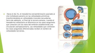  Hacia el día 16, el mesodermo extraembrionario asociado al
cito trofoblasto penetra en las vellosidades primitivas
transformándolas en vellosidades troncales secundarias.
Será más adelante, al final de la tercera semana, cuando el
mesodermo vellositario se diferencie en los vasos sanguíneos
que conecten con los vasos del embrión estableciendo una
circulación uteroplacentaria. Las vellosidades que contienen
los vasos sanguíneos diferenciados reciben el nombre de
vellosidades terciarias.
 