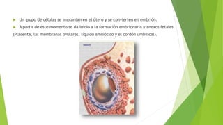  Un grupo de células se implantan en el útero y se convierten en embrión.
 A partir de este momento se da inicio a la formación embrionaria y anexos fetales.
(Placenta, las membranas ovulares, líquido amniótico y el cordón umbilical).
 