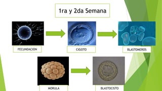 1ra y 2da Semana
FECUNDACION CIGOTO BLASTOMEROS
MORULA BLASTOCISTO
 