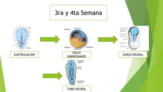 3ra y 4ta Semana
GASTRULACION
DISCO
EMBRIONARIO
SURCO NEURAL
TUBO NEURAL
 