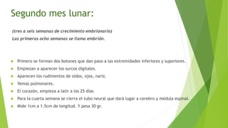 Segundo mes lunar:
(tres a seis semanas de crecimiento embrionario)
Las primeras ocho semanas se llama embrión.
 Primero se forman dos botones que dan paso a las extremidades inferiores y superiores.
 Empiezan a aparecer los surcos digitales.
 Aparecen los rudimentos de oídos, ojos, nariz.
 Yemas pulmonares.
 El corazón, empieza a latir a los 25 días
 Para la cuarta semana se cierra el tubo neural que dará lugar a cerebro y médula espinal.
 Mide 1cm a 1.5cm de longitud. Y pesa 30 gr.
 