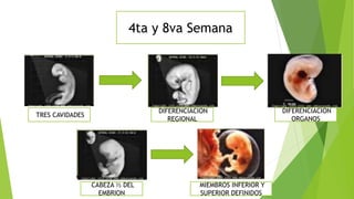 4ta y 8va Semana
TRES CAVIDADES
DIFERENCIACION
REGIONAL
DIFERENCIACION
ORGANOS
CABEZA ½ DEL
EMBRION
MIEMBROS INFERIOR Y
SUPERIOR DEFINIDOS
 