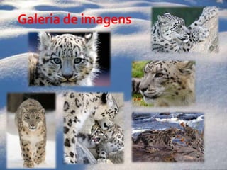     Galeria de imagens