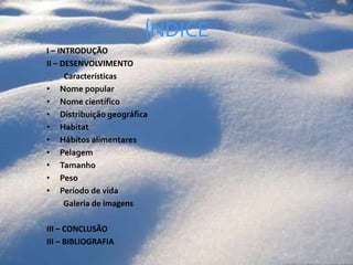 ÍNDICEI – INTRODUÇÃO       II – DESENVOLVIMENTO	  CaracterísticasNome popularNome científicoDistribuição geográfica Habitat Hábitos alimentaresPelagemTamanhoPesoPeríodo de vidaGaleria de imagensIII – CONCLUSÃO      III – BIBLIOGRAFIA