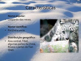Características	Nome popular: Leopardo-das-neves.	Nome científico:PantheraunciaDistribuição geográfica :Ásia central, Tibet, algumas partes da China, Rússia e partes do TianShan. 