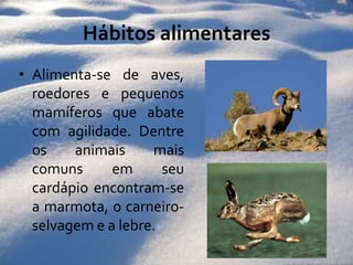 Hábitos alimentaresAlimenta-se de aves, roedores e pequenos mamíferos que abate com agilidade. Dentre os animais mais comuns em seu cardápio encontram-se a marmota, o carneiro-selvagem e a lebre. 