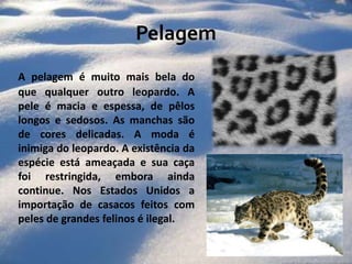 Pelagem A pelagem é muito mais bela do que qualquer outro leopardo. A pele é macia e espessa, de pêlos longos e sedosos. As manchas são de cores delicadas. A moda é inimiga do leopardo. A existência da espécie está ameaçada e sua caça foi restringida, embora ainda continue. Nos Estados Unidos a importação de casacos feitos com peles de grandes felinos é ilegal.