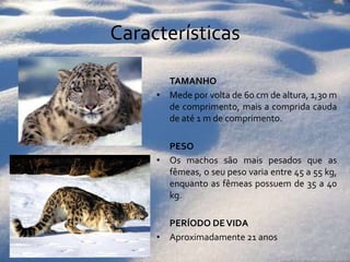 Características	TamanhoMede por volta de 60 cm de altura, 1,30 m de comprimento, mais a comprida cauda de até 1 m de comprimento. 	Peso Os machos são mais pesados que as fêmeas, o seu peso varia entre 45 a 55 kg, enquanto as fêmeas possuem de 35 a 40 kg. 	PERÍODO DE VIDAAproximadamente 21 anos
